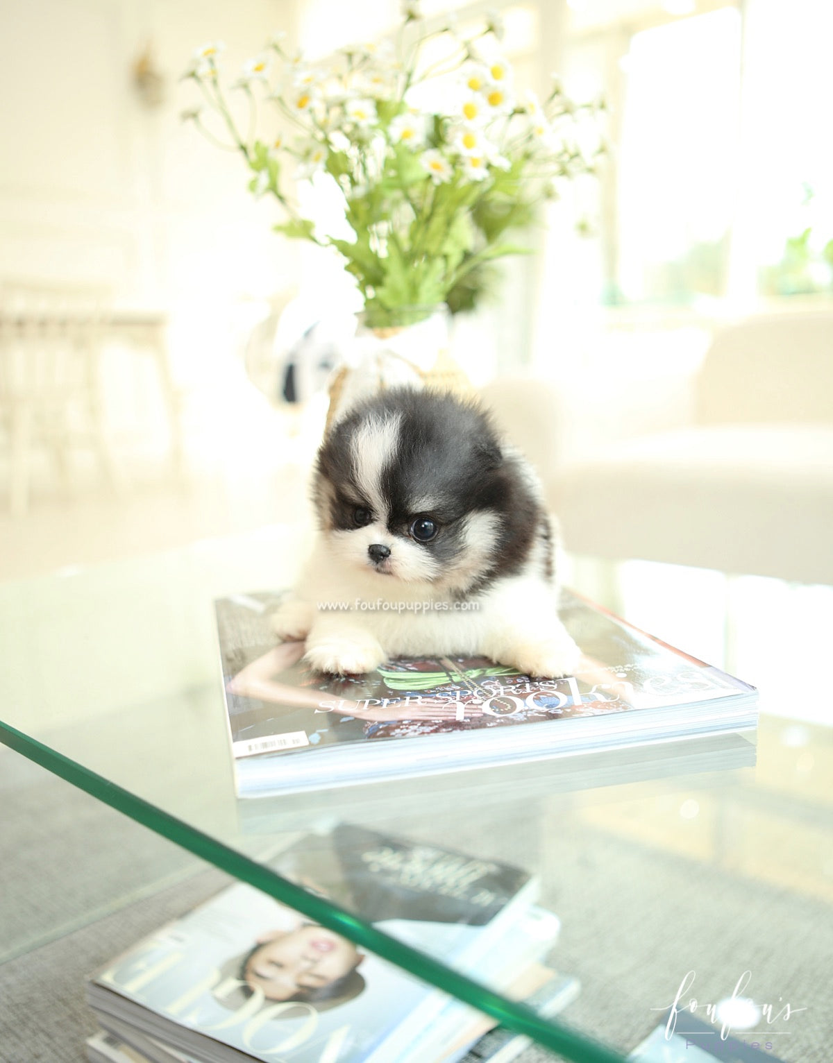 Panda - Pomeranian F.