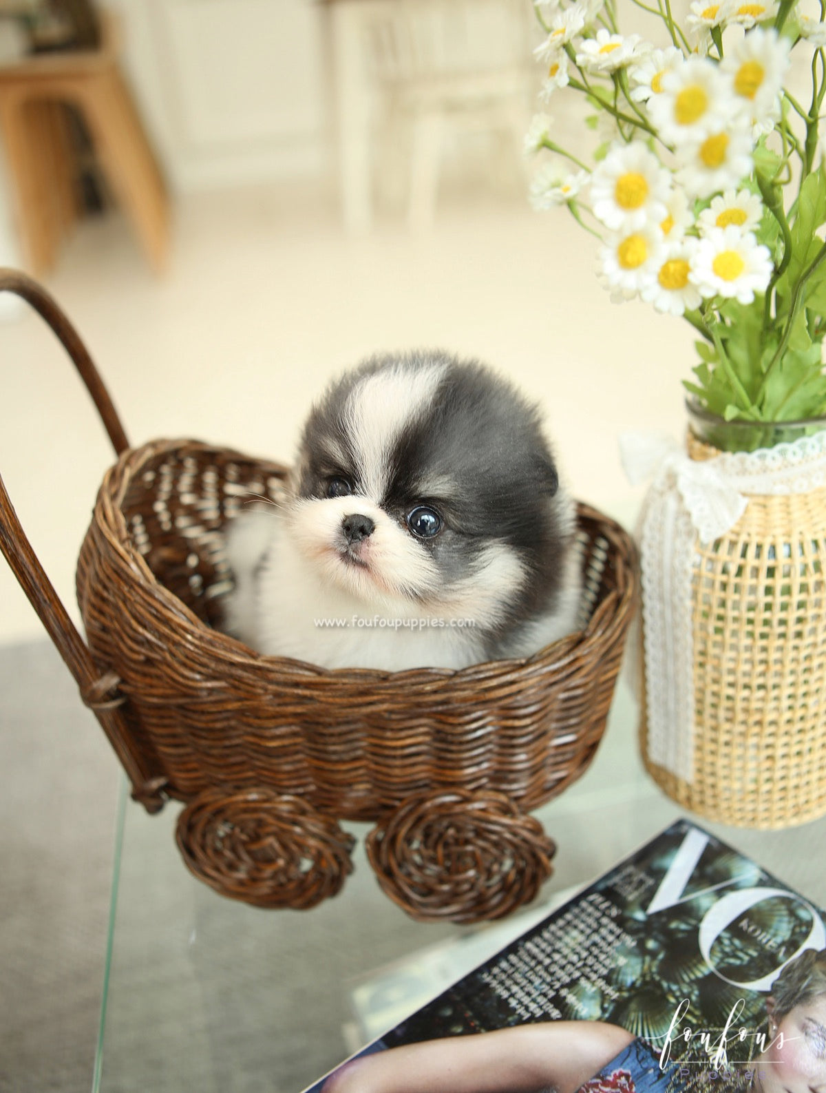 Panda - Pomeranian F.