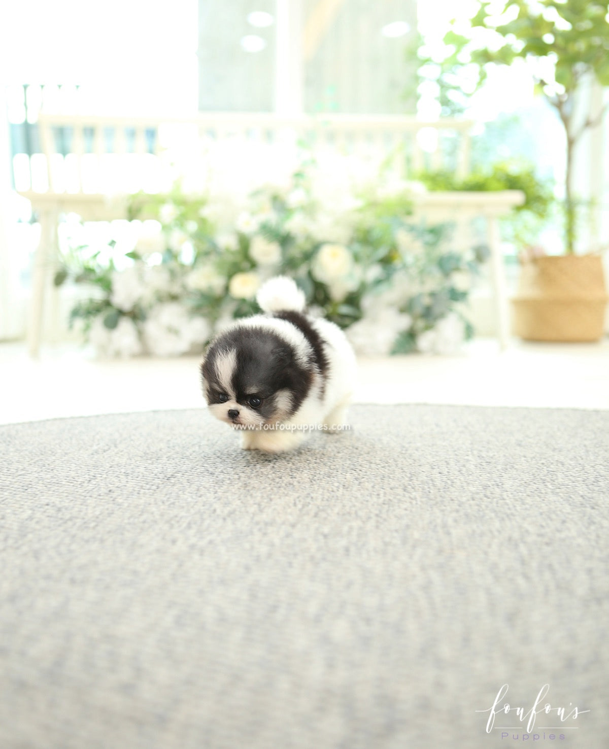 Panda - Pomeranian F.