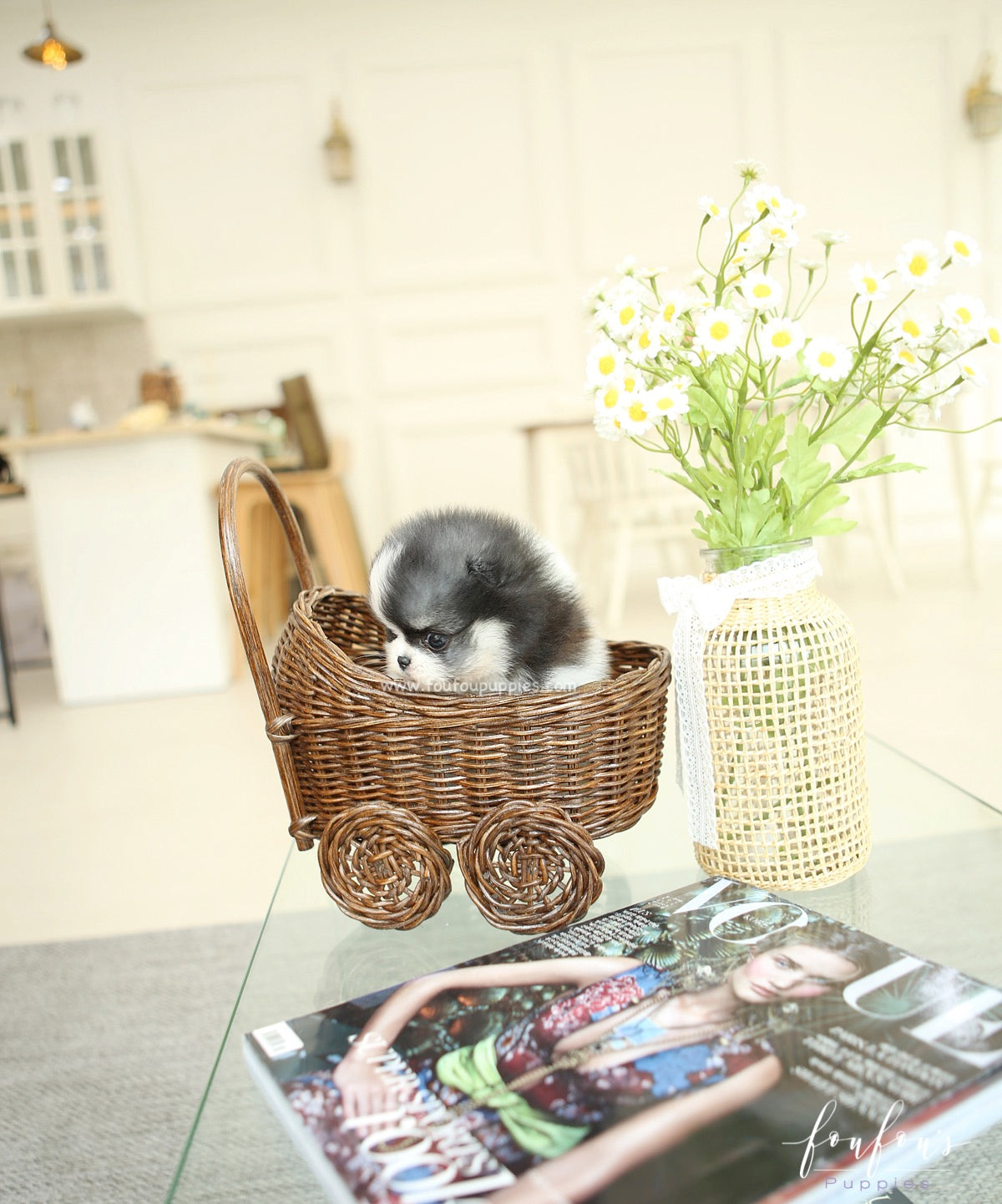 Panda - Pomeranian F.