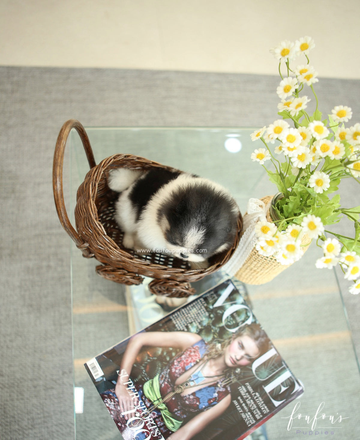 Panda - Pomeranian F.