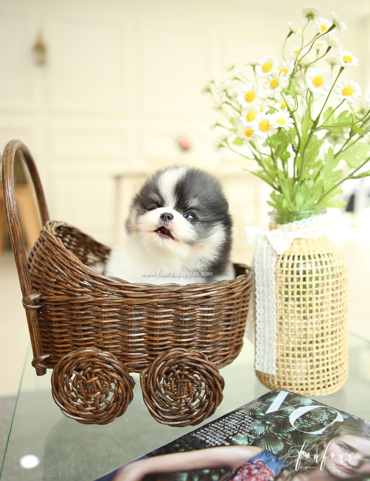 Panda - Pomeranian F.