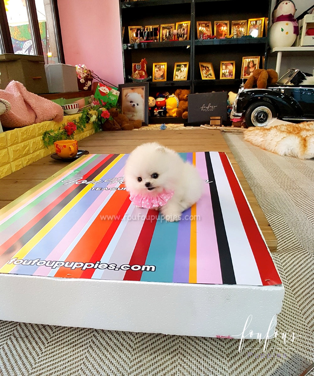 Nala - Pomeranian F.