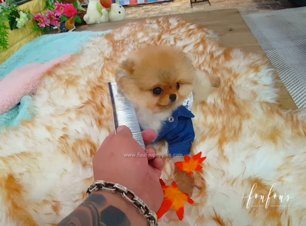 Teddy - Pomeranian M.