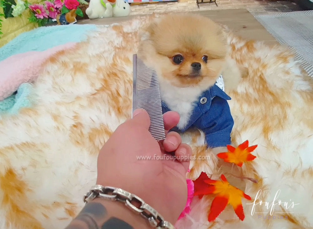 Teddy - Pomeranian M.