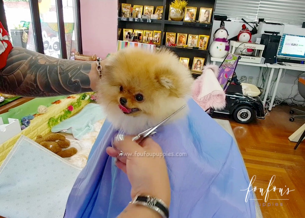 Teddy - Pomeranian M.