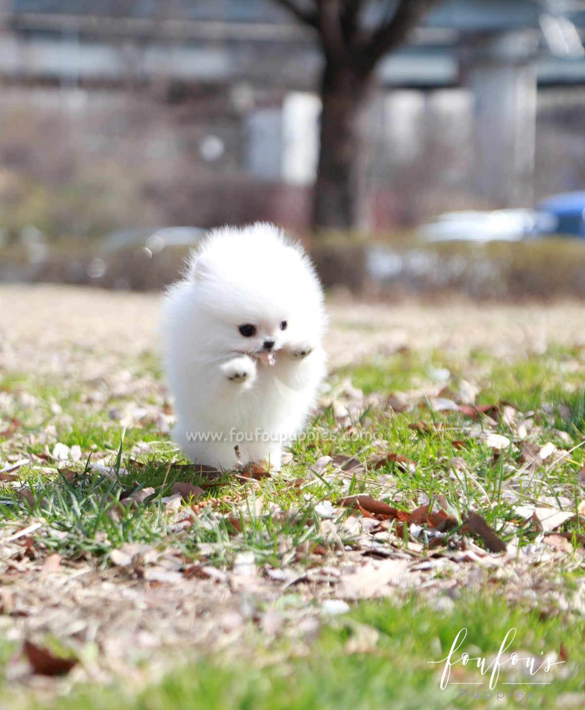 Ariel - Pomeranian F.