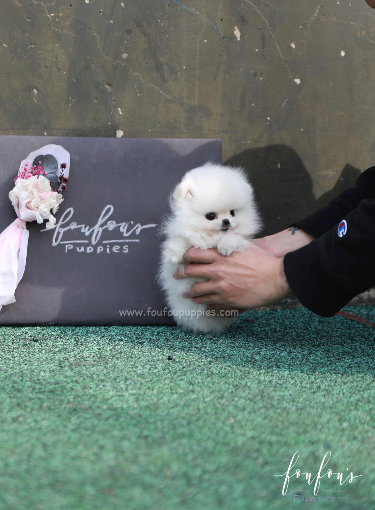 Ariel - Pomeranian F.
