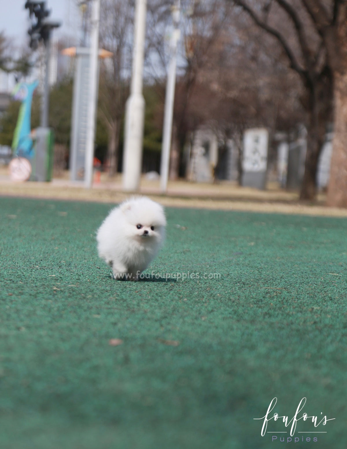 Ariel - Pomeranian F.