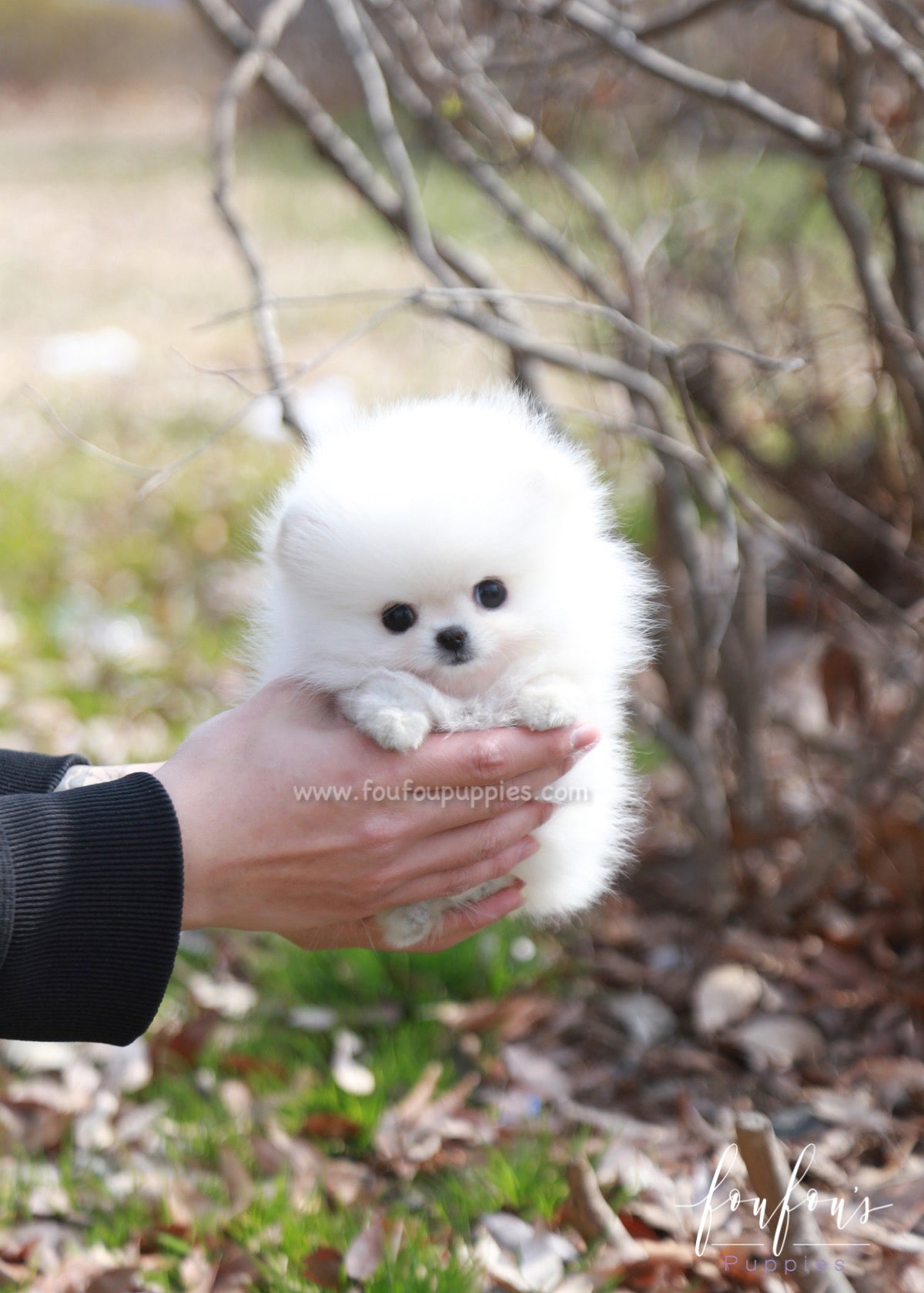 Ariel - Pomeranian F.