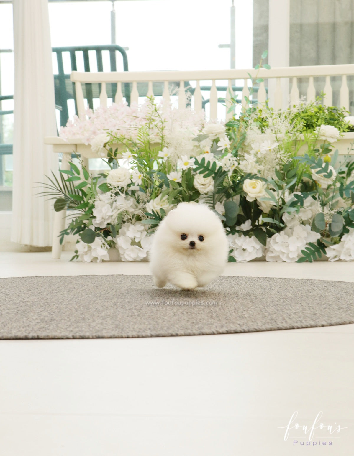 BeBe - Pomeranian F.