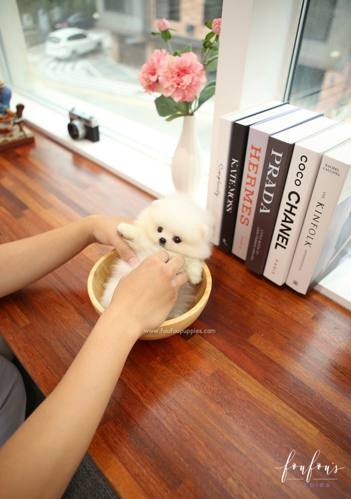 BeBe - Pomeranian F.