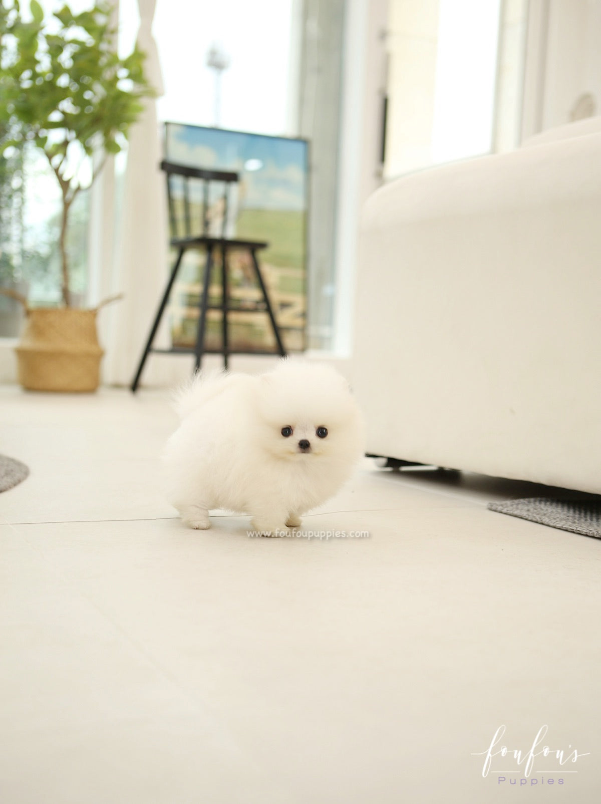 BeBe - Pomeranian F.