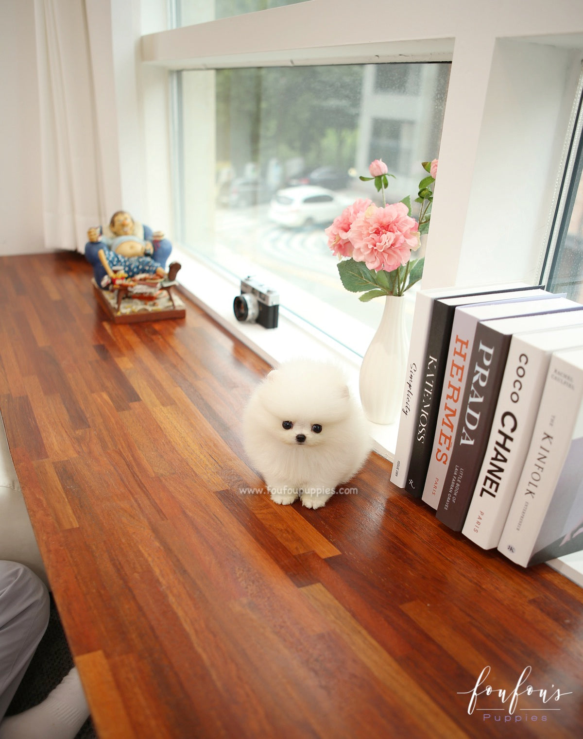 BeBe - Pomeranian F.