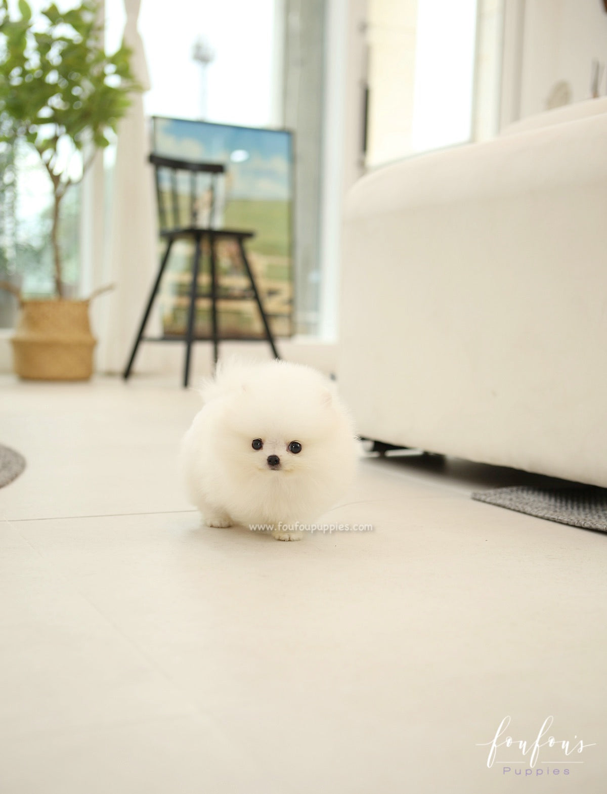 BeBe - Pomeranian F.