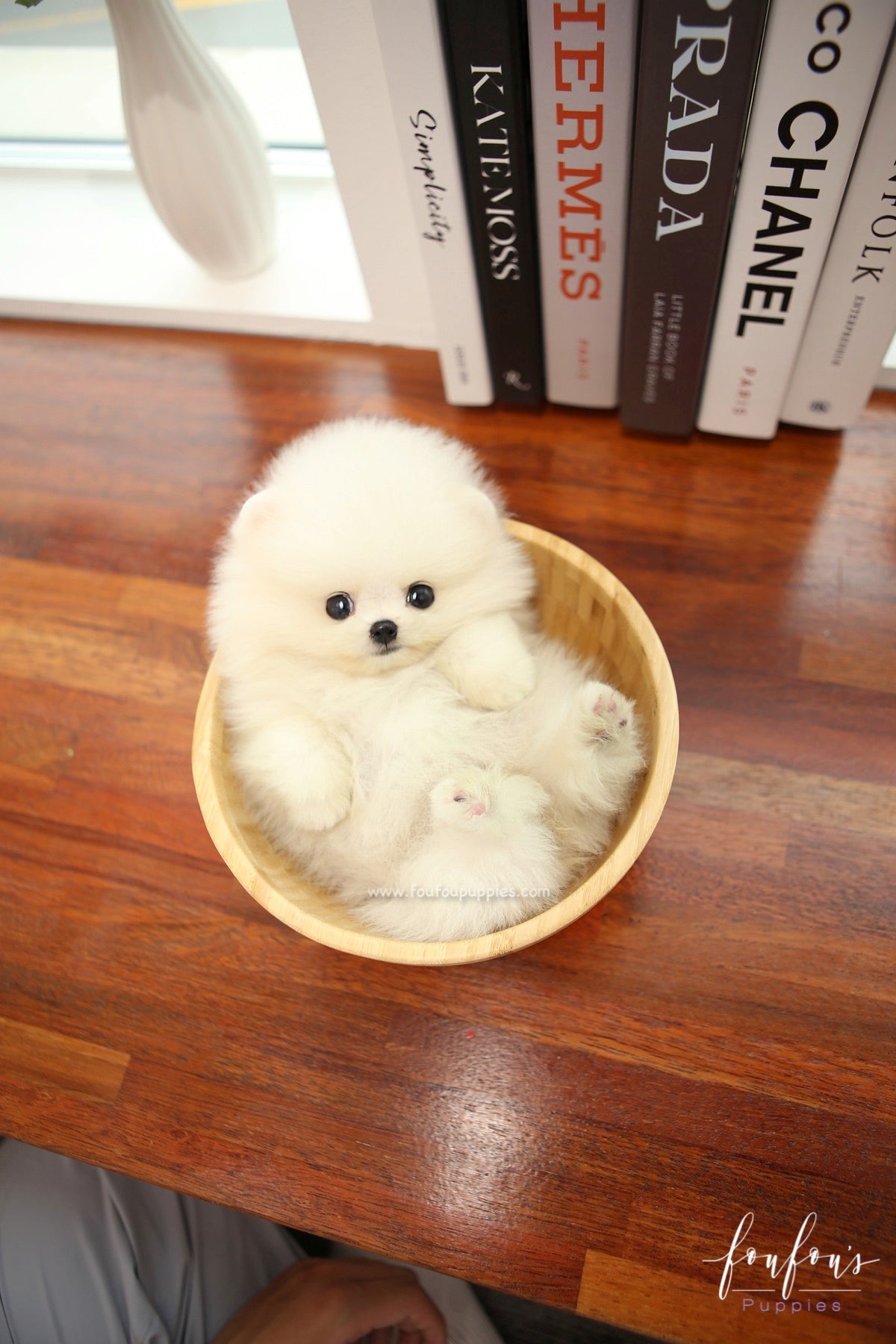 BeBe - Pomeranian F.