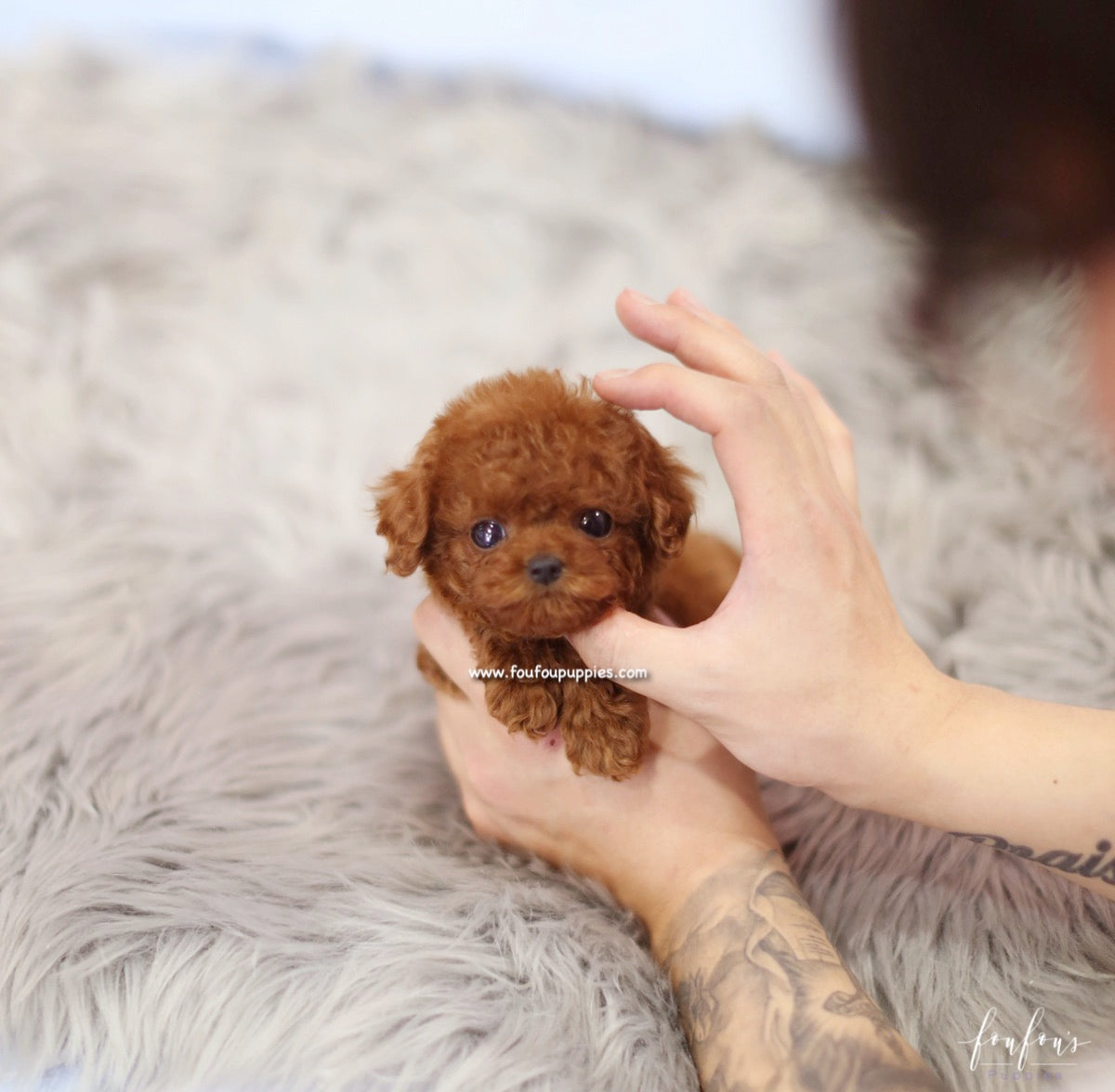 Bijoux - Poodle F.