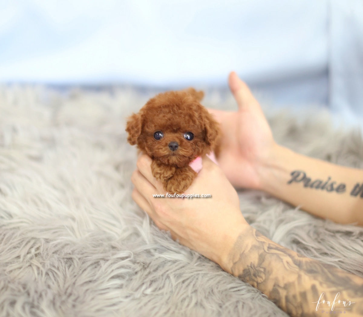 Bijoux - Poodle F.