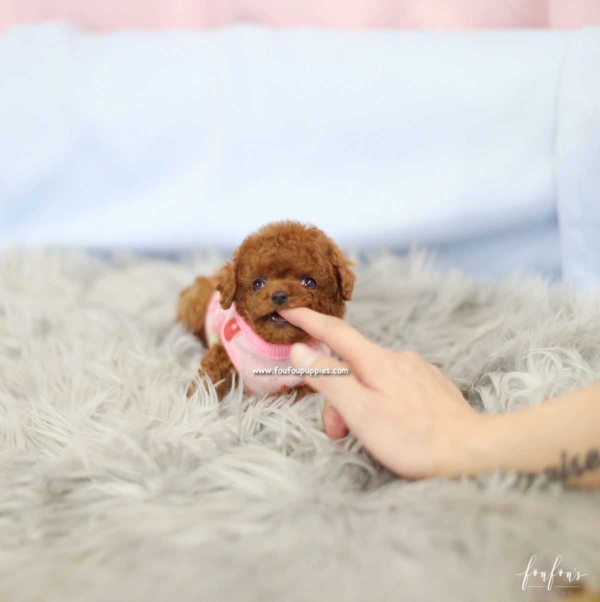 Bijoux - Poodle F.