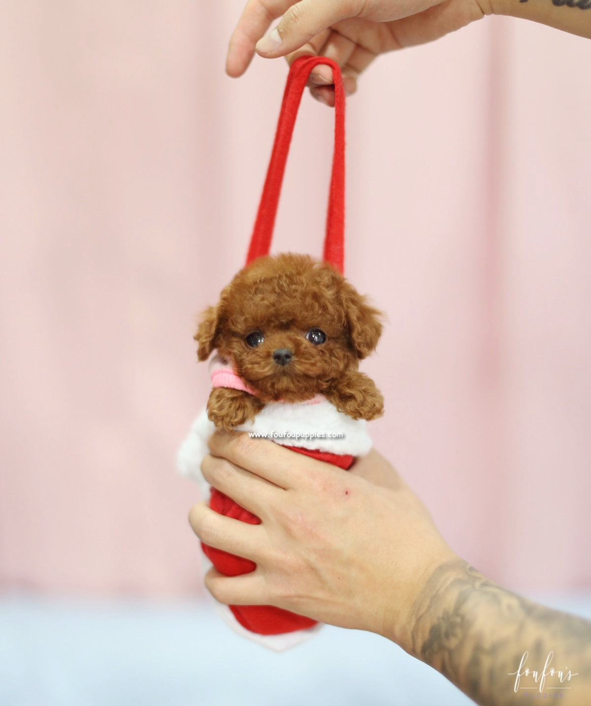 Bijoux - Poodle F.