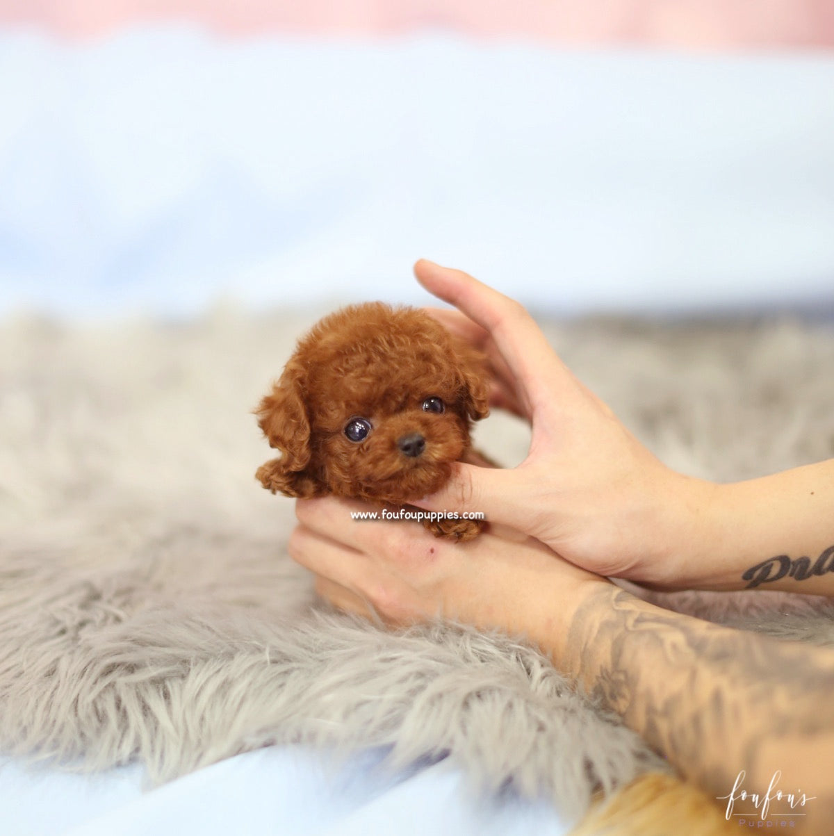 Bijoux - Poodle F.