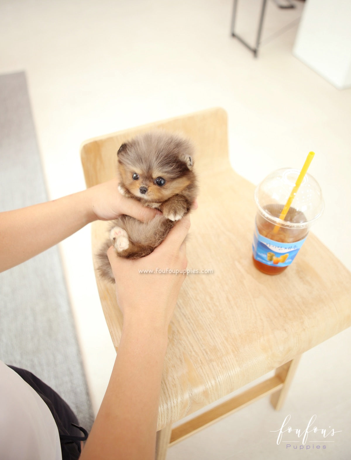 BonBon - Pomeranian F.