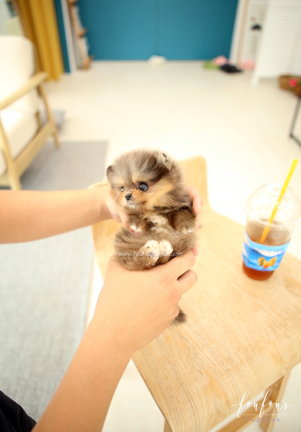 BonBon - Pomeranian F.