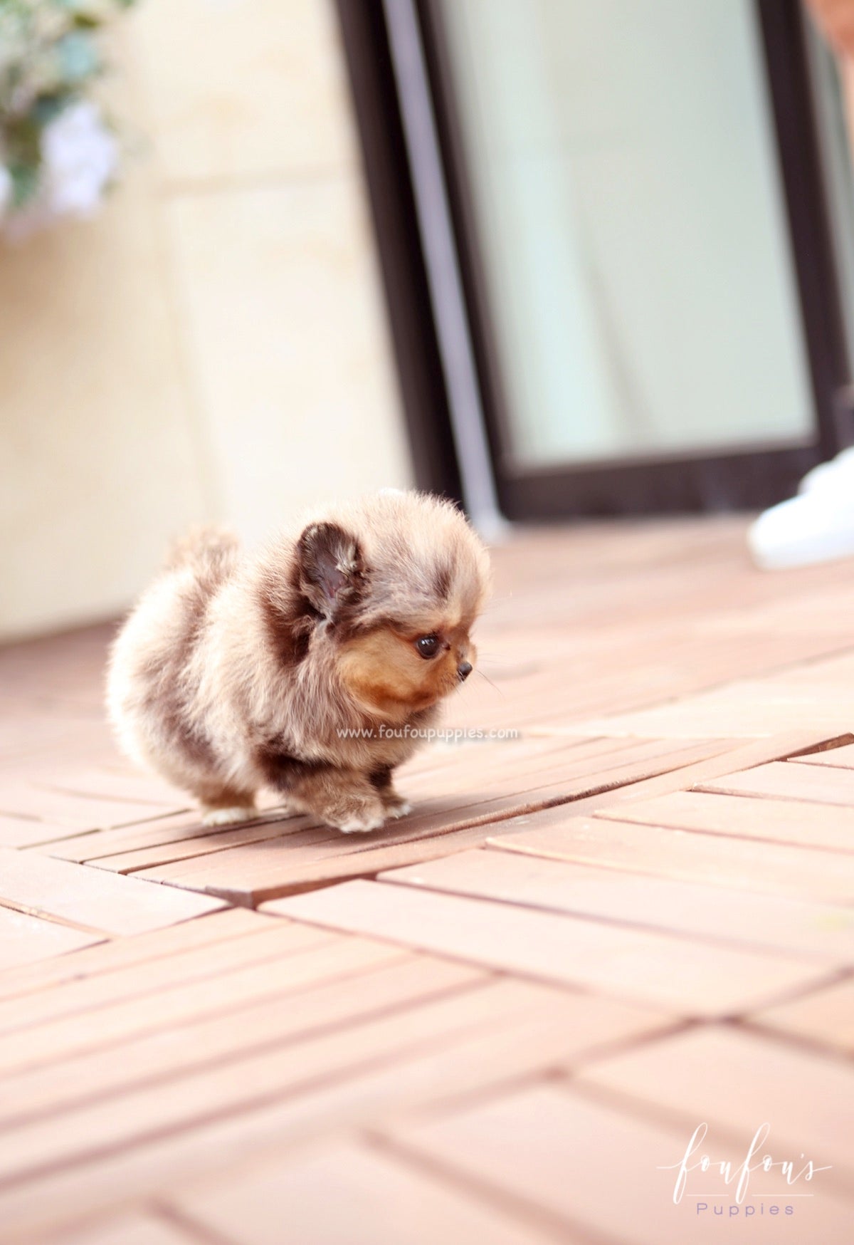 BonBon - Pomeranian F.