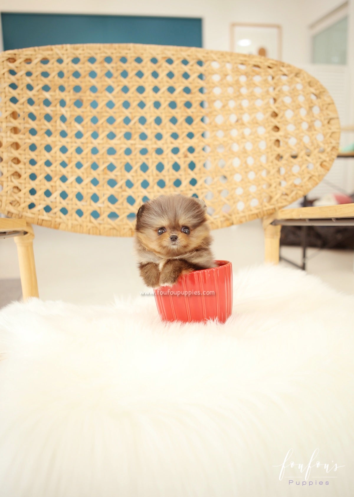 BonBon - Pomeranian F.