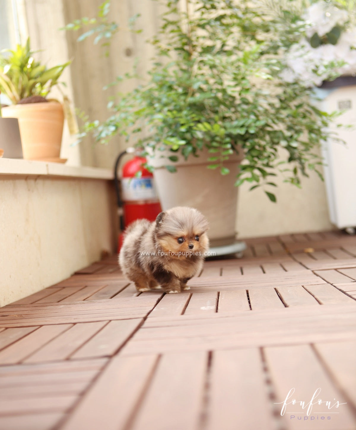 BonBon - Pomeranian F.