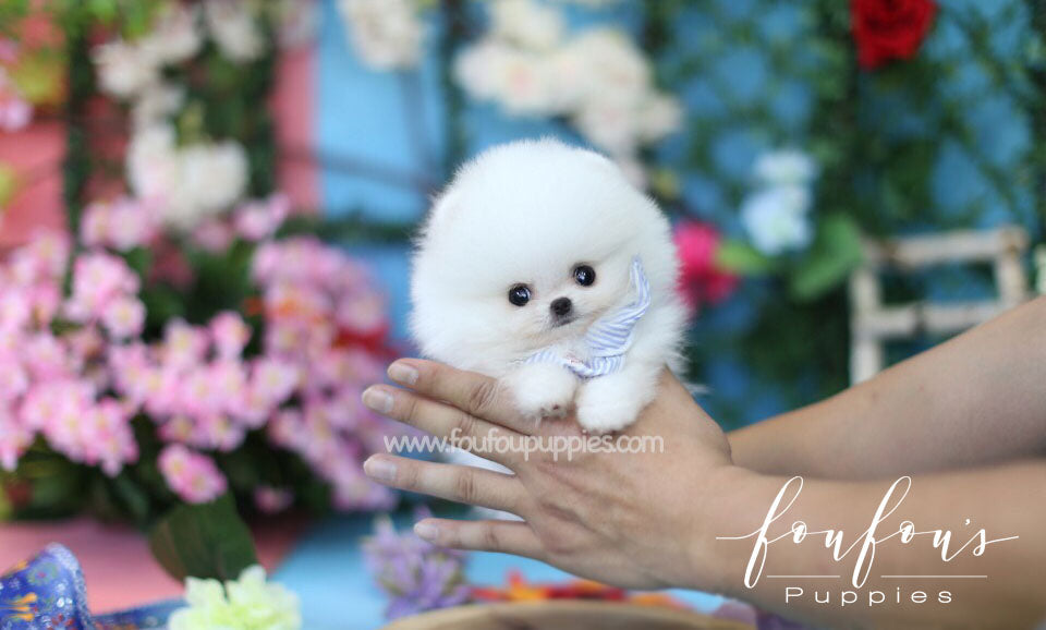 Boo-Pomeranian M.