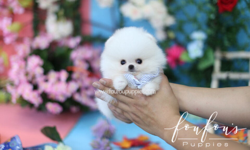 Boo-Pomeranian M.