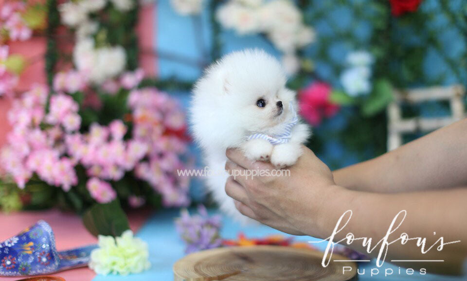 Boo-Pomeranian M.