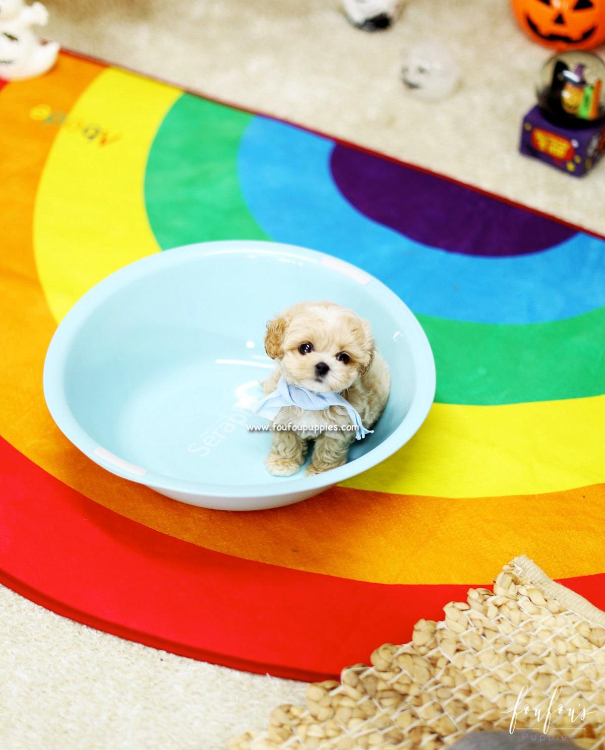 Gizmo - Maltipoo M.