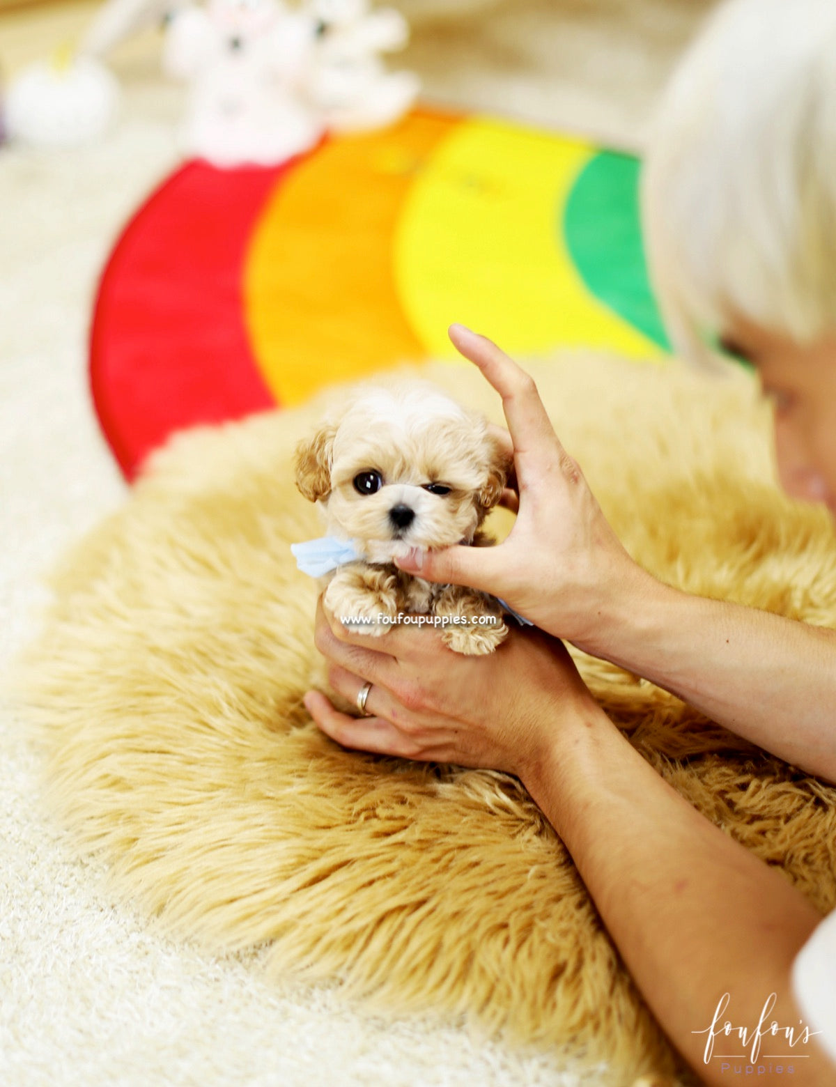 Gizmo - Maltipoo M.