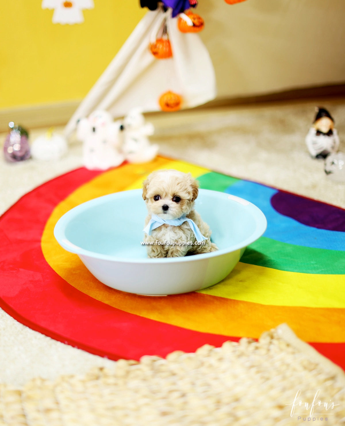 Gizmo - Maltipoo M.