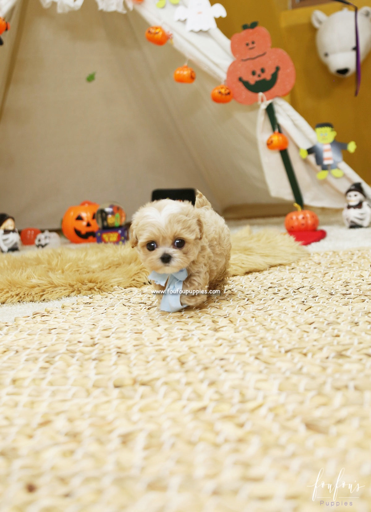 Gizmo - Maltipoo M.