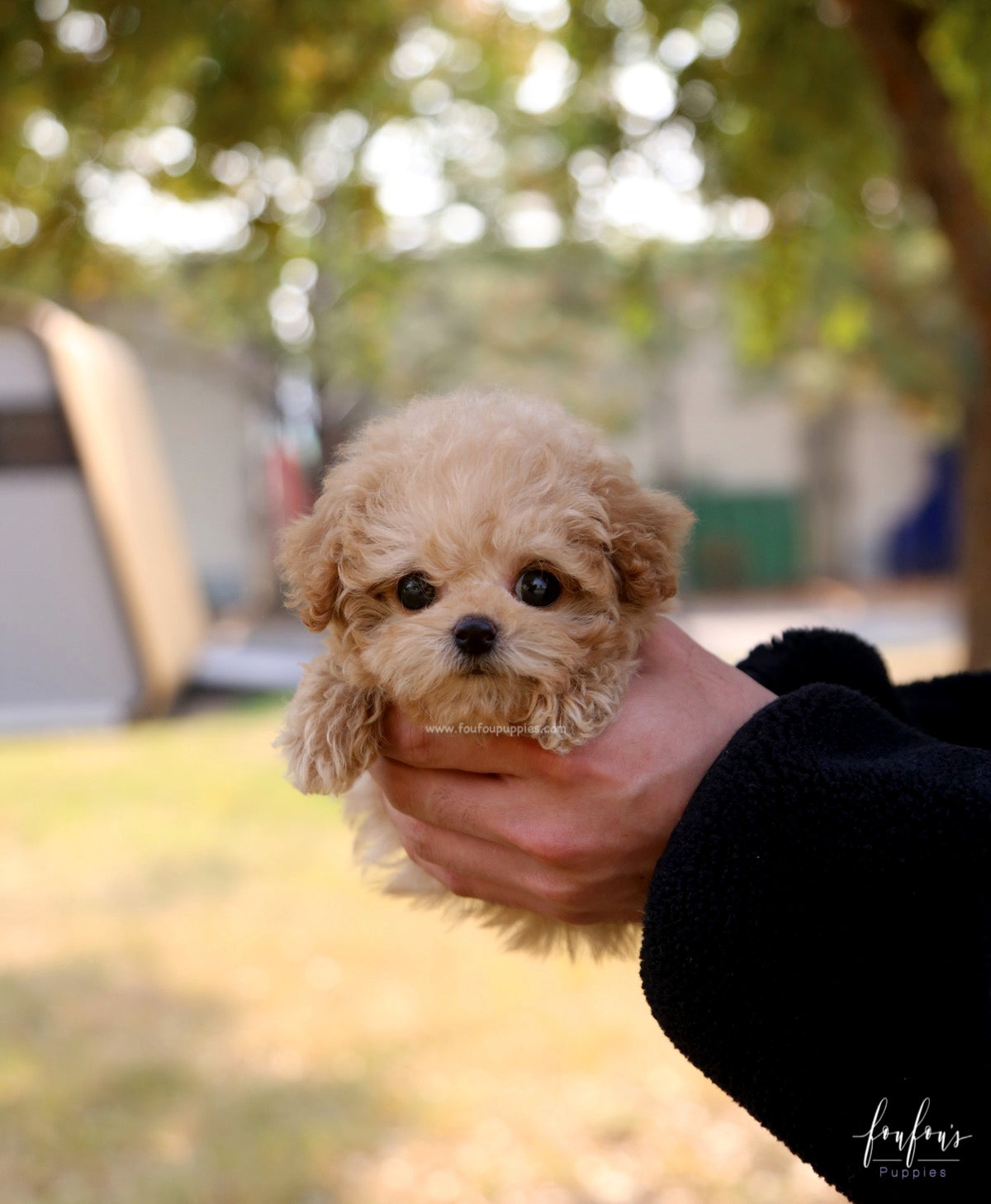 BeBe - Poodle M.
