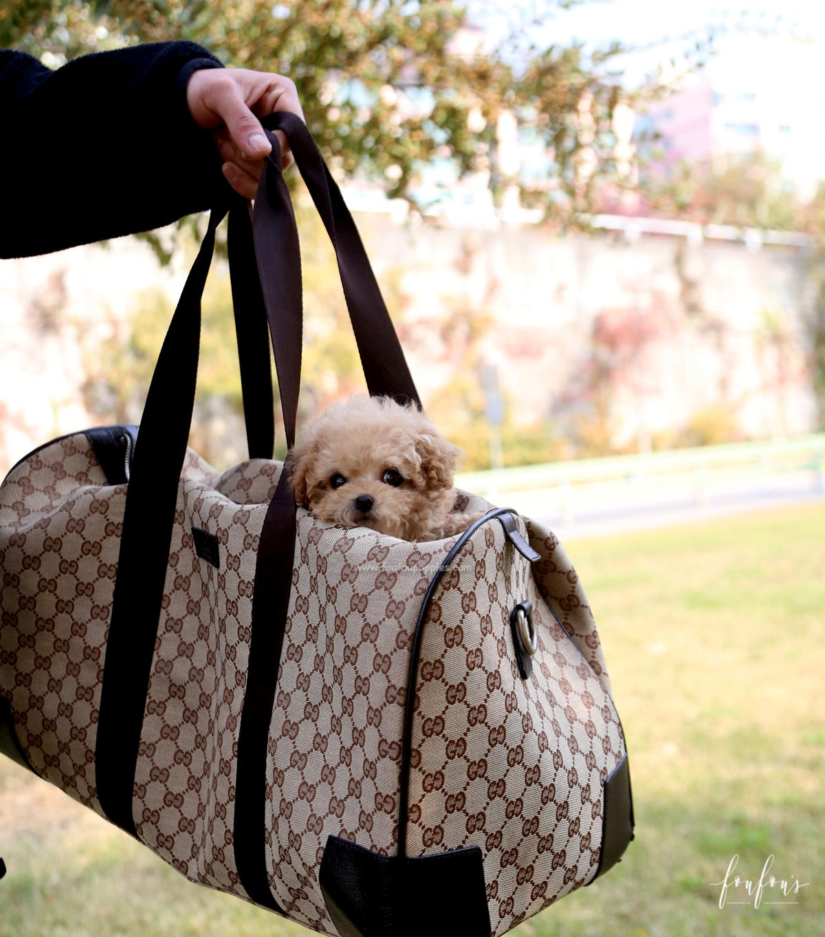 BeBe - Poodle M.