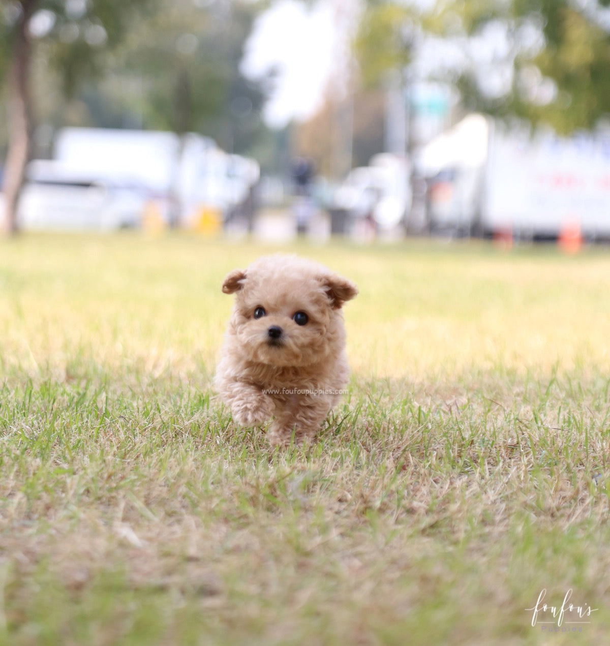 BeBe - Poodle M.