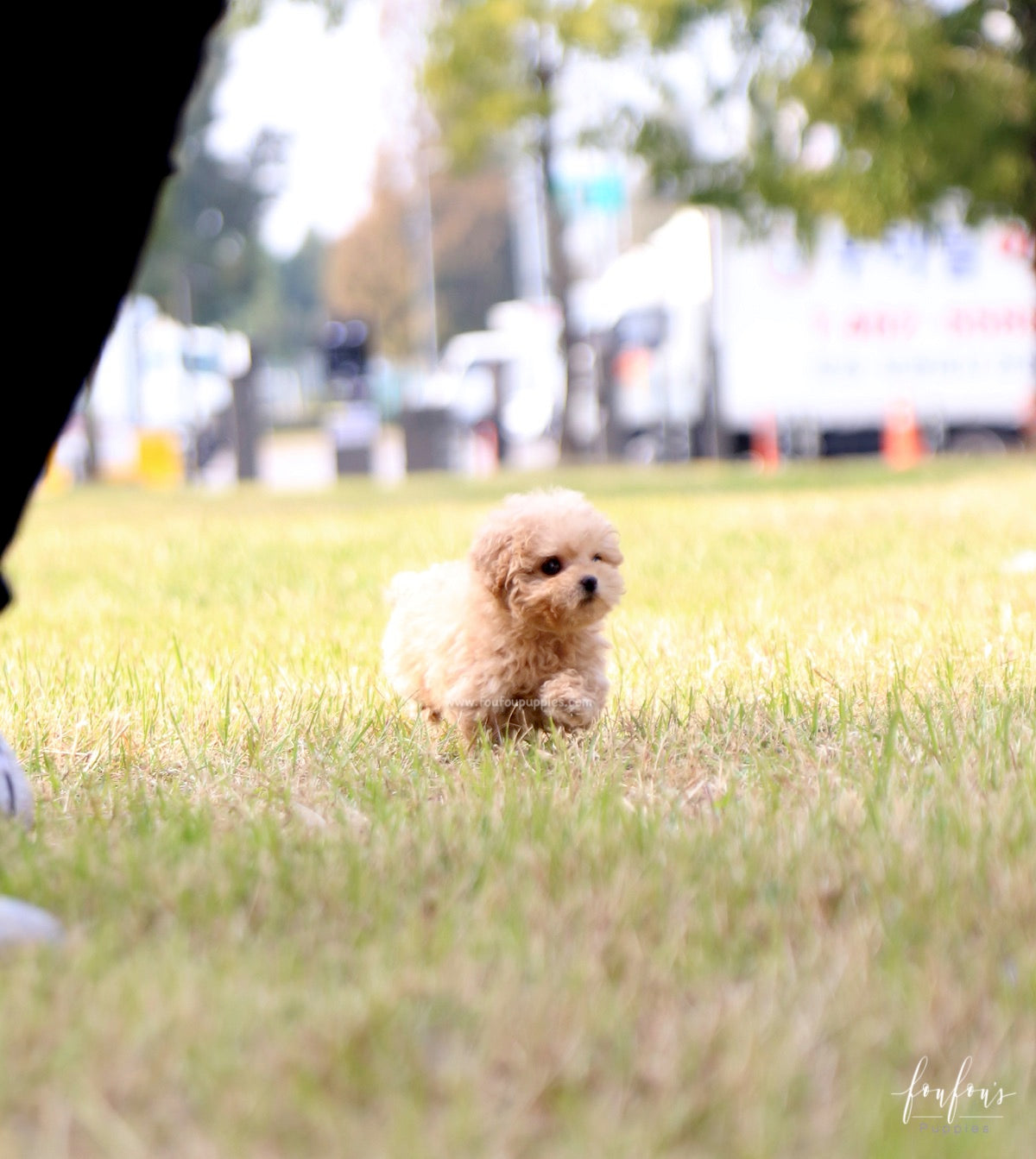 BeBe - Poodle M.