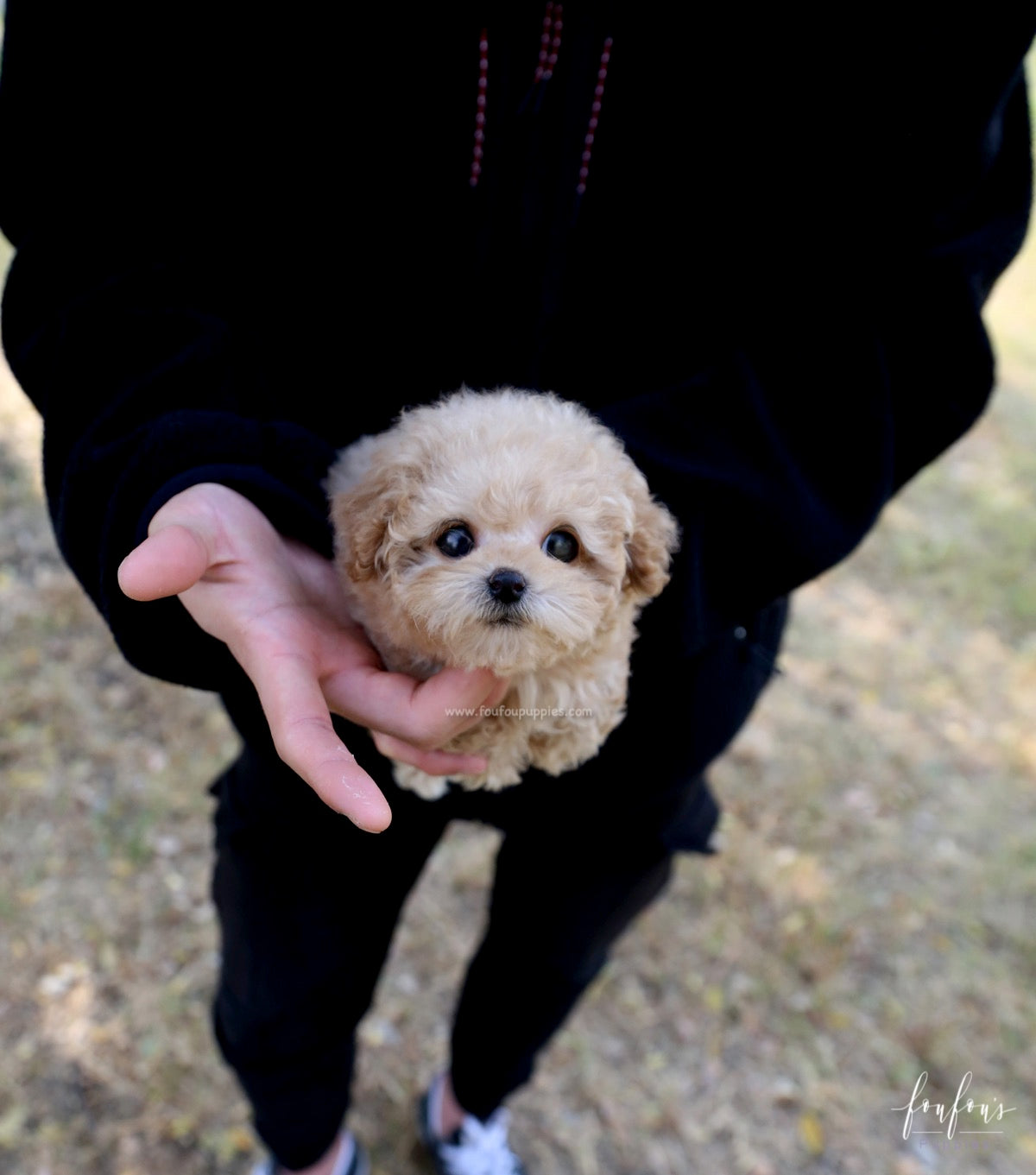 BeBe - Poodle M.