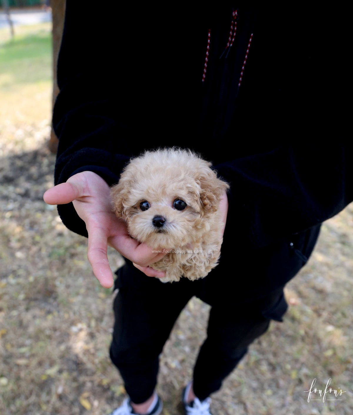 BeBe - Poodle M.