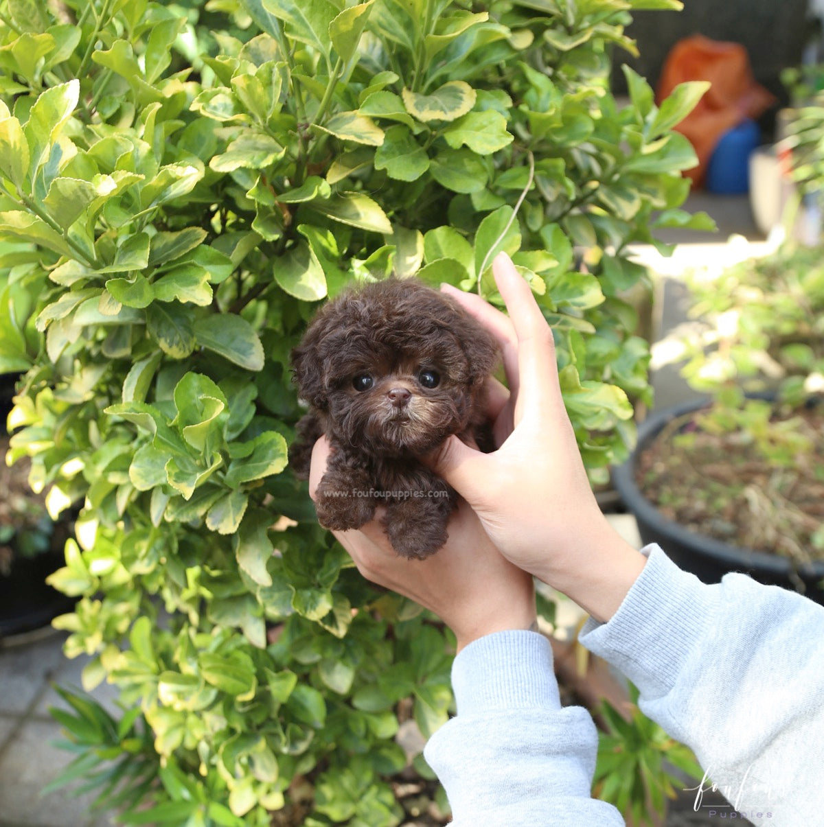 Hershey - Poodle M.