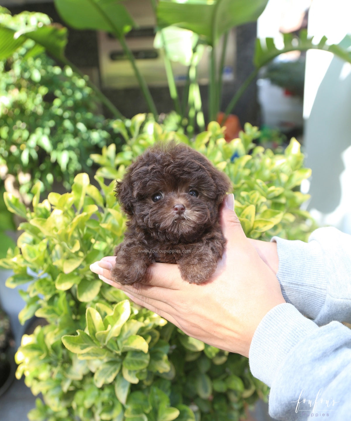 Hershey - Poodle M.
