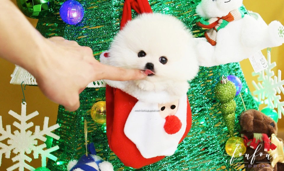 Capo - Pomeranian M.