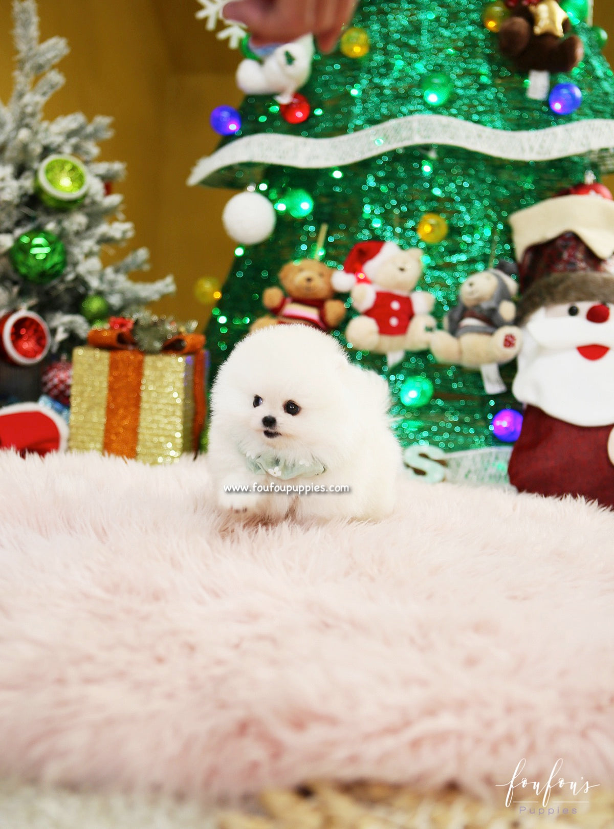 Capo - Pomeranian M.