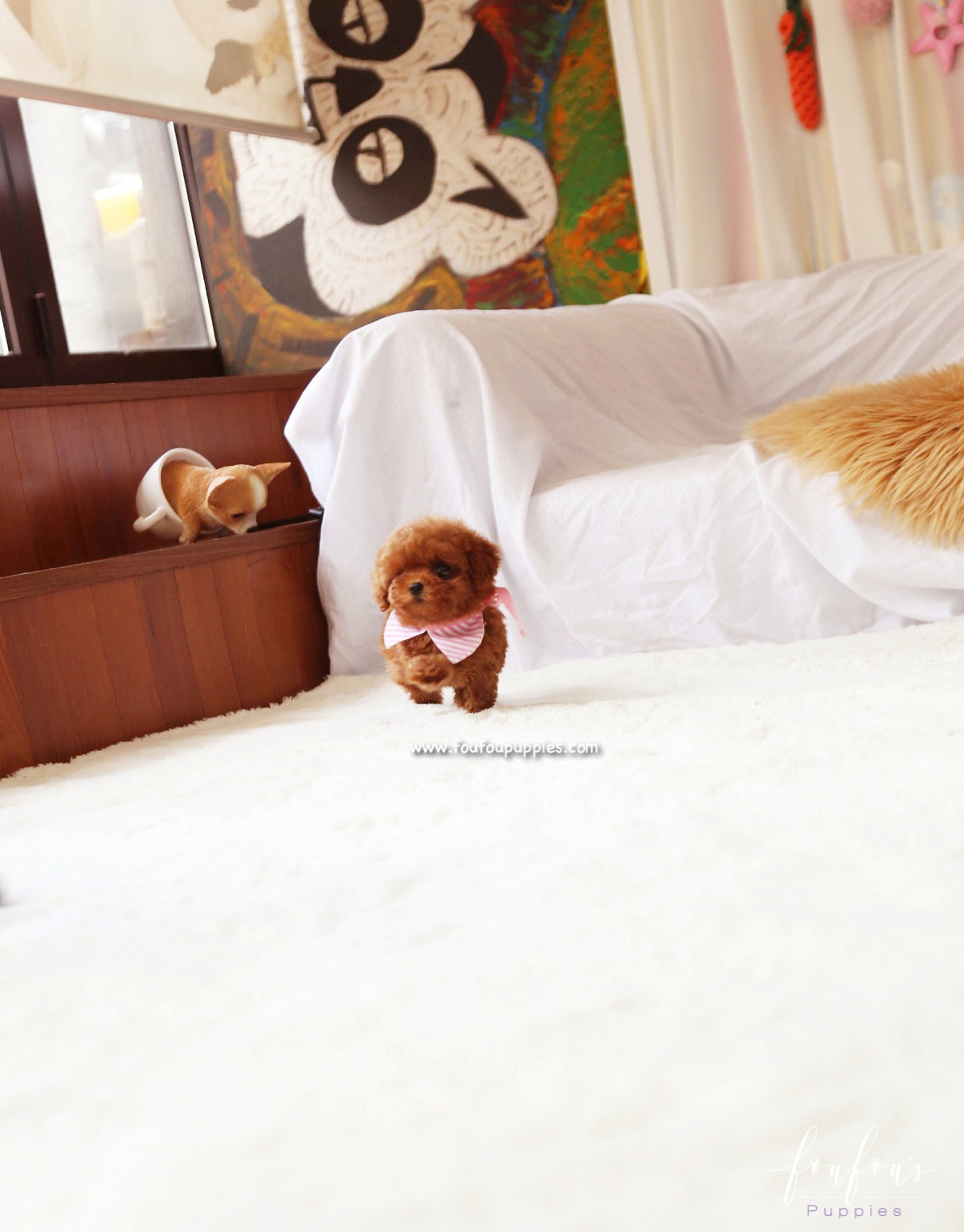 Ginger - Poodle F.