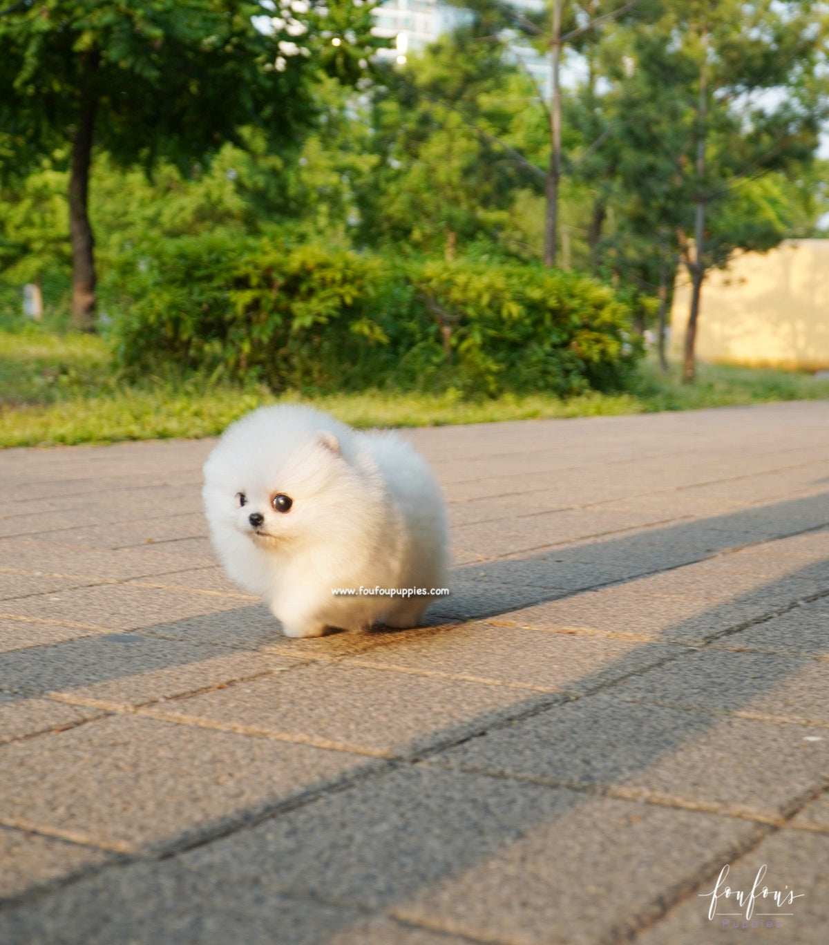 Chanel - Pomeranian F.
