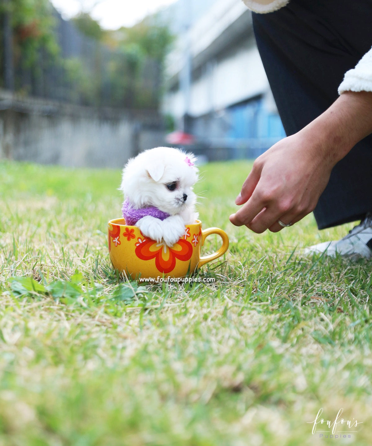 Miele - Maltese F.